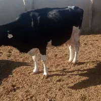 گاو شکم سه با گوساله ماده|حیوانات مزرعه|کاشمر, |دیوار