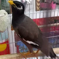 مرغ مینا،معاوضه با جوجه عروس هلندی آلبینو یا لوتین