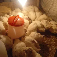 بلدرچین تخم گذار|حیوانات مزرعه|رودشت (اصفهان), |دیوار