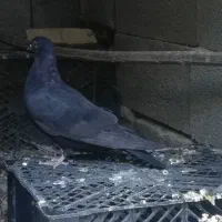 چند عدد کبوتر|پرنده|جم, |دیوار