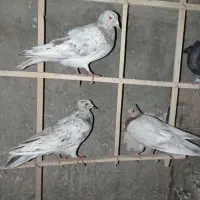عشق بازهازنگ بزنن نه...ممنون|پرنده|محمدیه-قزوین, |دیوار