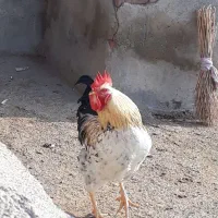 خروس جوان|حیوانات مزرعه|سلماس, |دیوار