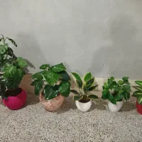 گلدان به همراه گل