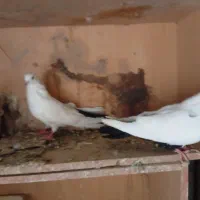 کبوتر
