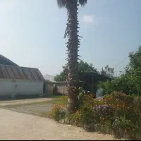 درخت پالم|گل و گیاه طبیعی|پره‌سر, |دیوار