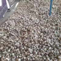 سیر