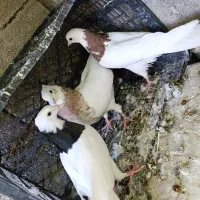 3عدد طوقی تمیز دونی 200حراج