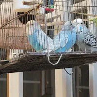 جفت مرغ عشق انگلیسی با جوجه