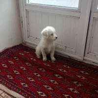 پاکوتا|سگ|صوفیان, |دیوار