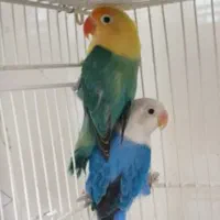 دوعدد کوتوله سفید و سبز