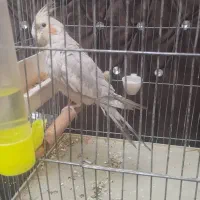 عروس هلندی نر