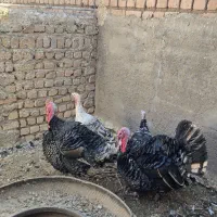 بوقلمون درجه ۱