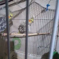 مرغ عشق وعروس|پرنده|پارسآباد, |دیوار