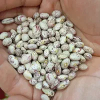 لوبیا چیتی الیگودرز