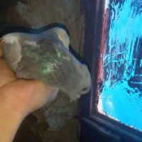 کفتر کوهی . کفتر چاهی|پرنده|نجفآباد, یزدانشهر|دیوار