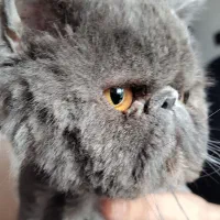 گربه بریتیش فولد