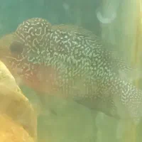 ماهی فروخته میشود