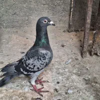 کبوتر مسافتی ماده