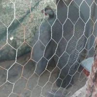 سلام یک نر ویک ماده مرغ شاخدار بالغ  خوشگل