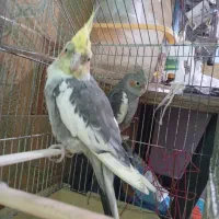 یک جفت عروس هلندی