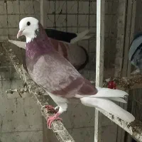 ۵تاا کفتر شازده مهر دست و دم سفید .نر شازده زرد|پرنده|تهران, بیسیم|دیوار