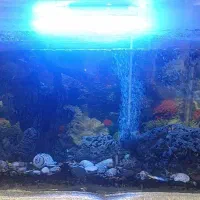 آکواریوم|ماهی|شیراز, صاحب الزمان|دیوار