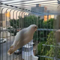 کوتوله برزیلی|پرنده|بندرعباس, |دیوار