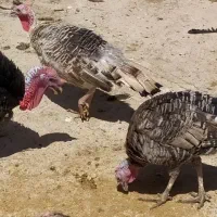 بوقلمون محلی خوب موجود هس