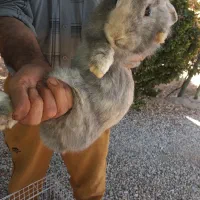 دو عدد خرگوش از نژتد لوپ|موش و خرگوش|خمینی‌شهر, |دیوار