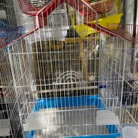 انواع قفس و ملزومات پرندگان|لوازم جانبی حیوانات|میاندوآب, |دیوار