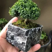 سبزه عید نارنج و گندم