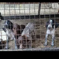 دوعددتوله شکاری ۳ ماهه نژادپوینتر