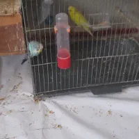 عروس هلندی و مرغ عشق و کوتله