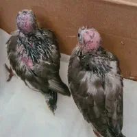 واگذاری جوجه عروس هلندی وایت فیس