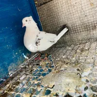 فروش دمی دوکت طوقی|پرنده|لامرد, |دیوار