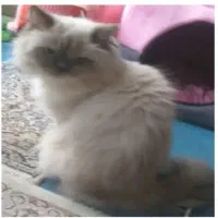 گربه ی گم شده