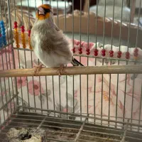 سهره کرمونی|پرنده|تهران, شهرک بوعلی|دیوار