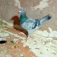 سینه سفید|پرنده|تربت‌حیدریه, حیدرآباد|دیوار