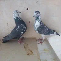 جفت بزک نره وماده به شرط