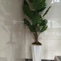گل برگ انجیری خارجی