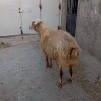 قوچ دامازدیق|حیوانات مزرعه|سرعین, |دیوار