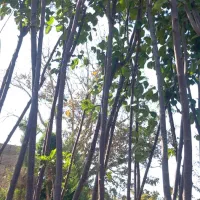 انواع درخت ۳و۴ساله ریشه پر زیر قیمت|گل و گیاه طبیعی|شهریار, رزکان|دیوار