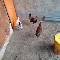 سه عدد خروس