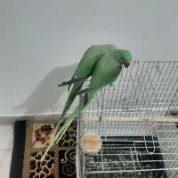 جفت شاه طوطی نروماده هردودستی ورام|پرنده|شهریار, شهرک وائین|دیوار