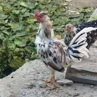 مرغ و خروس لری  و نیمچه مرغ