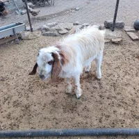 بز غاله نر|حیوانات مزرعه|هرسین, |دیوار