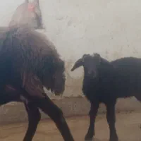 میش افشار نیمه لخت با بره نر|حیوانات مزرعه|تبریز, |دیوار
