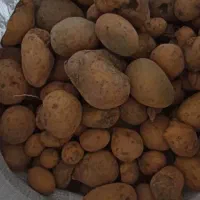 سیب زمینی دامی|عمده‌فروشی|بیرانوند, |دیوار