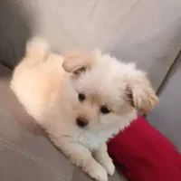 سگ میکس پامر و اشپیتز