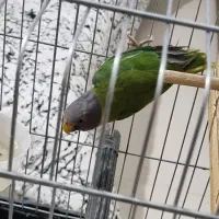 طوطی کله الویی